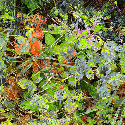 New Leaves with Alembic Books